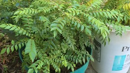 Grow / Care Curry Leaf Plant Tips by Bhavna