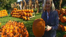 Betty's Trip to Pick Pumpkin with Family at Bi-Water Farm 