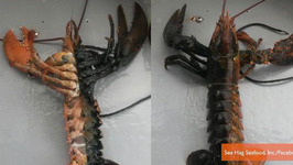 Rare Two-Toned Lobster Caught in Maine