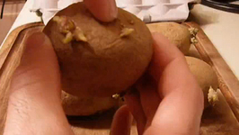 How To Grow Chitting Potatoes