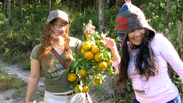 Picking Oranges on Ning's Cousine's Farm  
