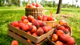 An Overview Of Peach Harvest