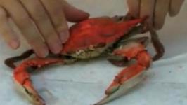 How to Eat Maryland Blue Crabs