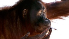 Meet Miss Tori - The Orangutan Who Loves to Smoke