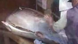 Cutting Tuna Fish