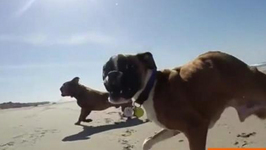 Two-Legged Boxer Pup Takes First Trip to the Beach