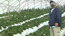 Kula Country Strawberries Farm Review