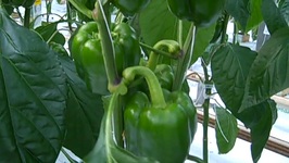 Tips To Grow Sweet Peppers