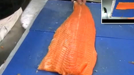 Fillet Fresh Salmon  Part 2