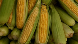 Tips To Make Corn On The Cob