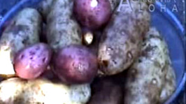 How to Grow Potatoes at Home