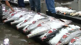 Bigeye Ahi Tuna Fish Market Promo