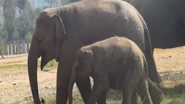 Elephant Nature Park Rescue and Rehabilitation Center in Chiang Mai Province, Thailand
