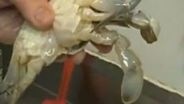 Monahan's Seafood Presents: How to Clean a Soft Shell Crab