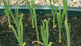 Grow Green Garlic -Gardening made easy!