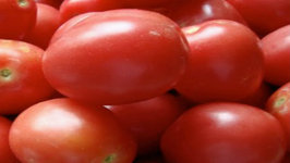 How to Seed Tomatoes 