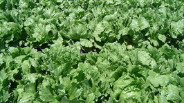 Have Fun Picking And Plating Lettuce  Learn How To Grow It In Your Back Yard