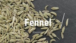 All About Fennel Seeds