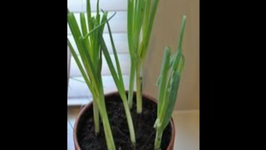How to Grow Green Onions Indoors